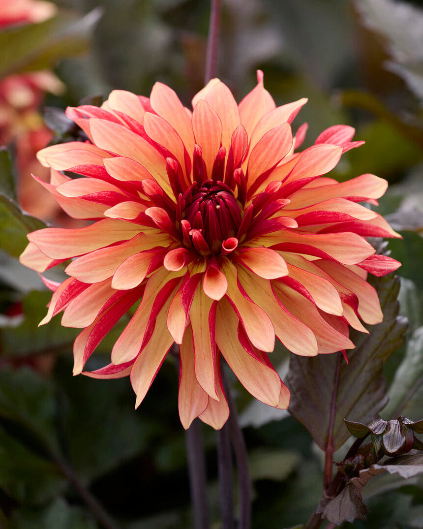 Dahlia 'Foxy'