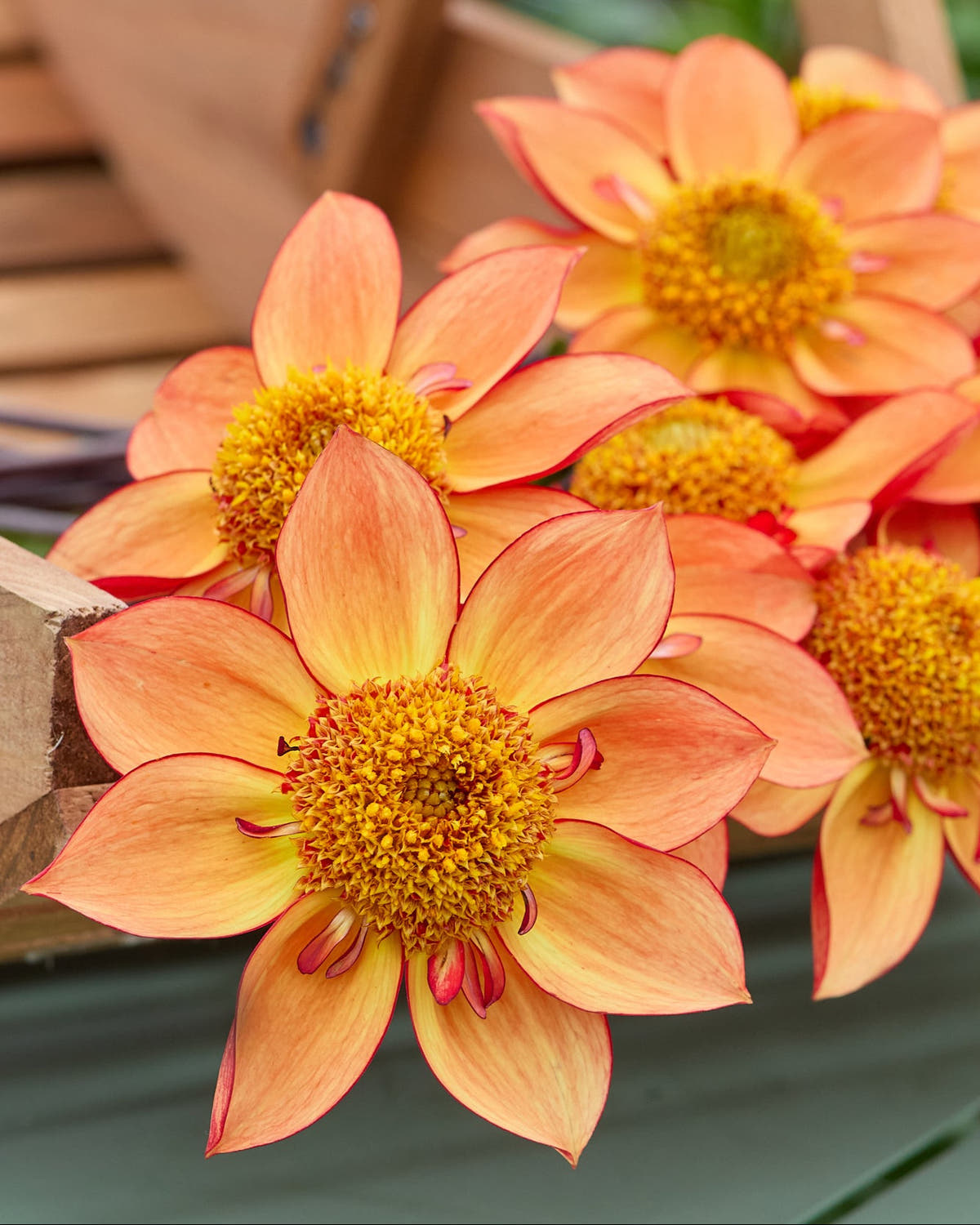 Dahlia 'Frank's Favourite'