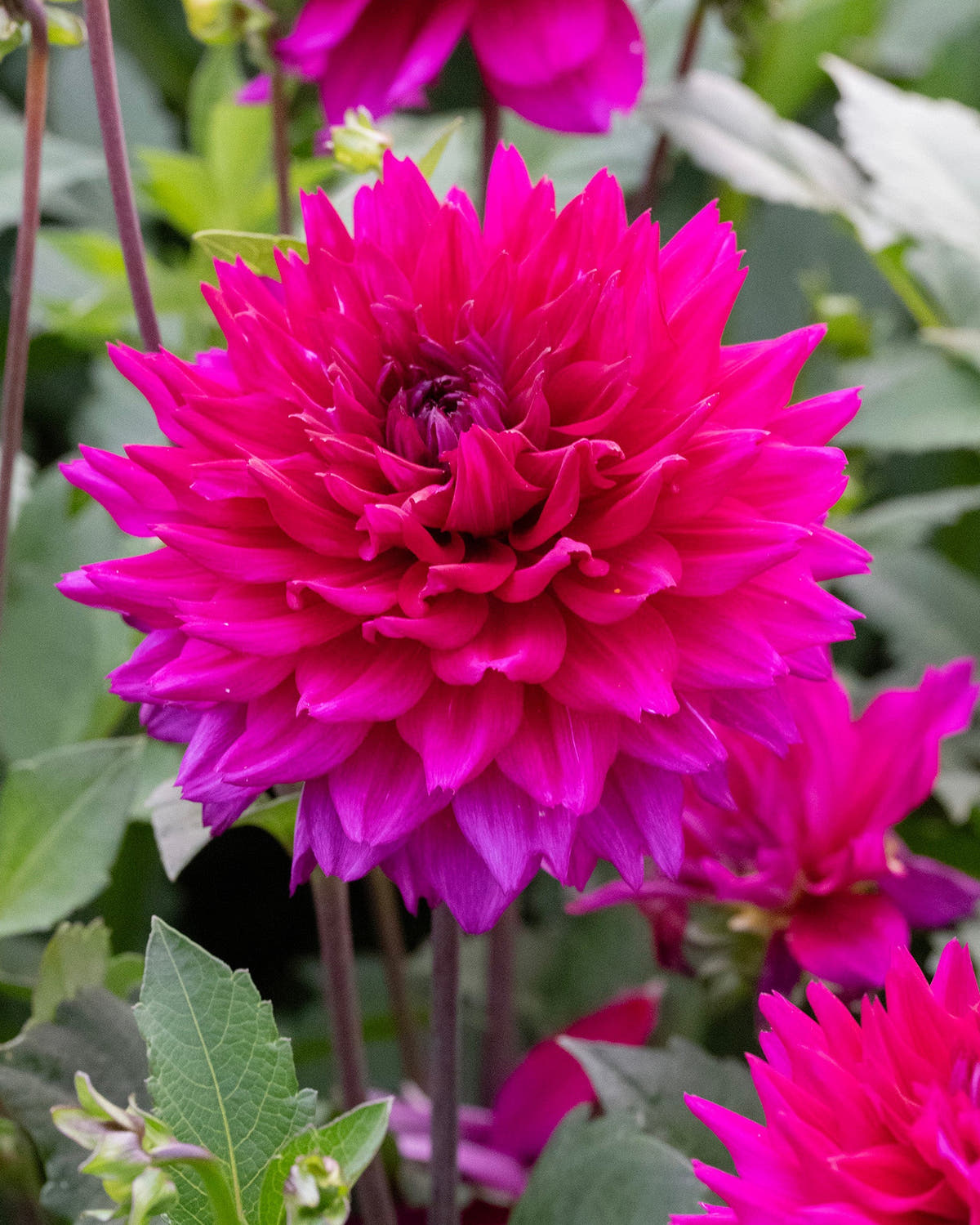 Dahlia 'Fuchsia Charm'