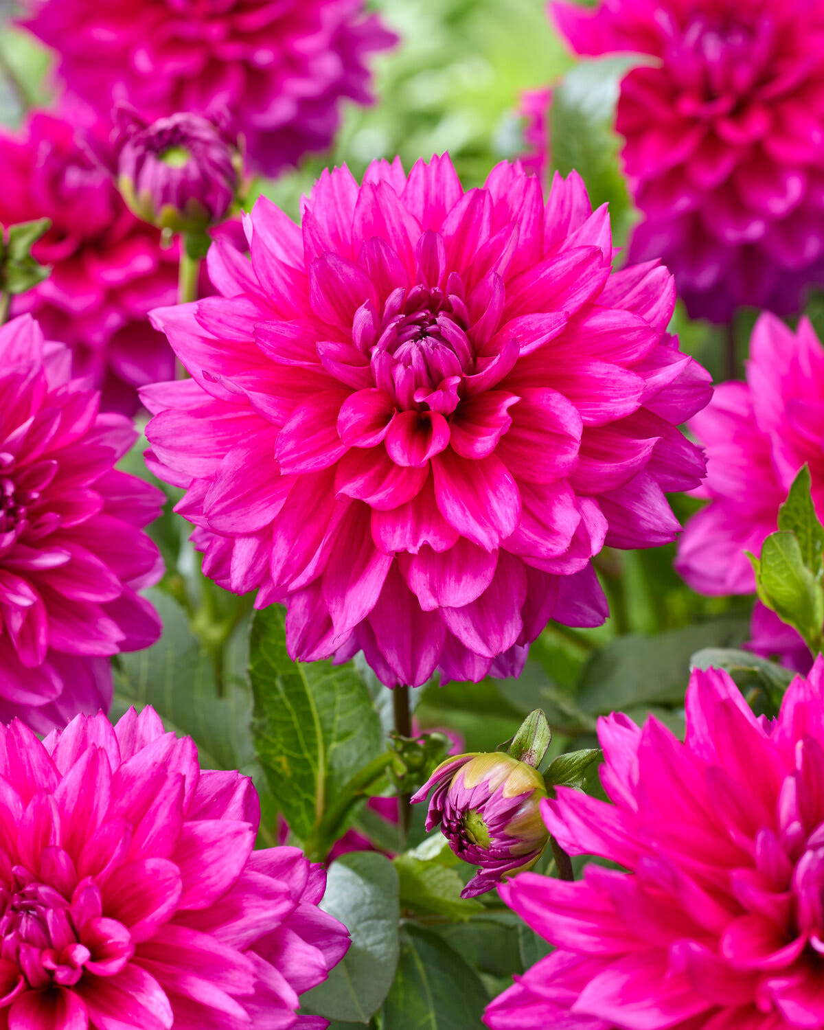 Dahlia 'Fuchsia Charm'