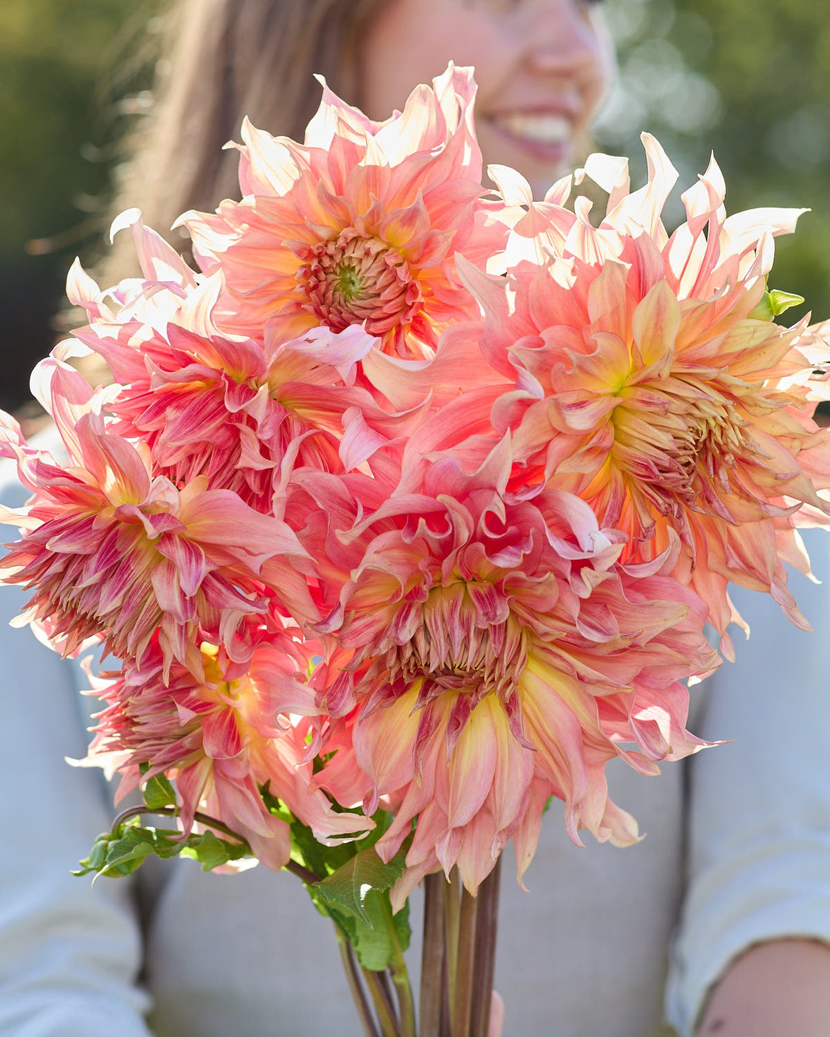 Dahlia 'Funky Island'