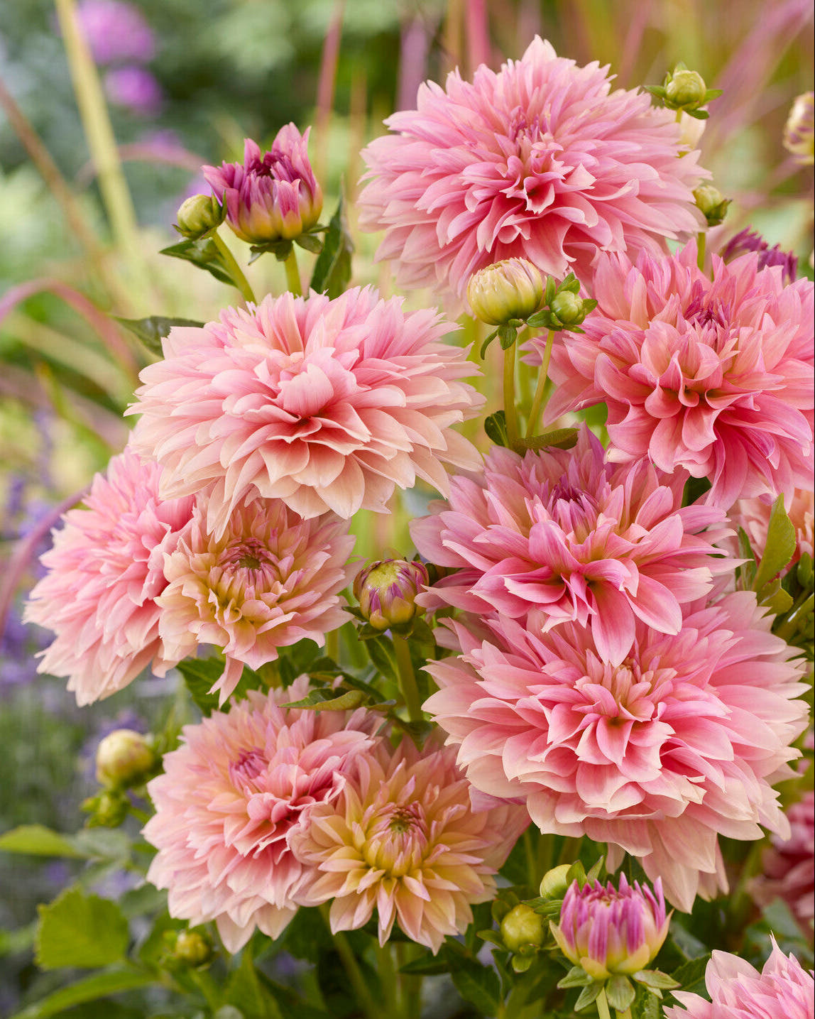 Dahlia 'Garden Desire'