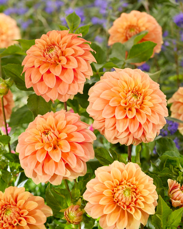 Dahlia 'Garden Jubilee'