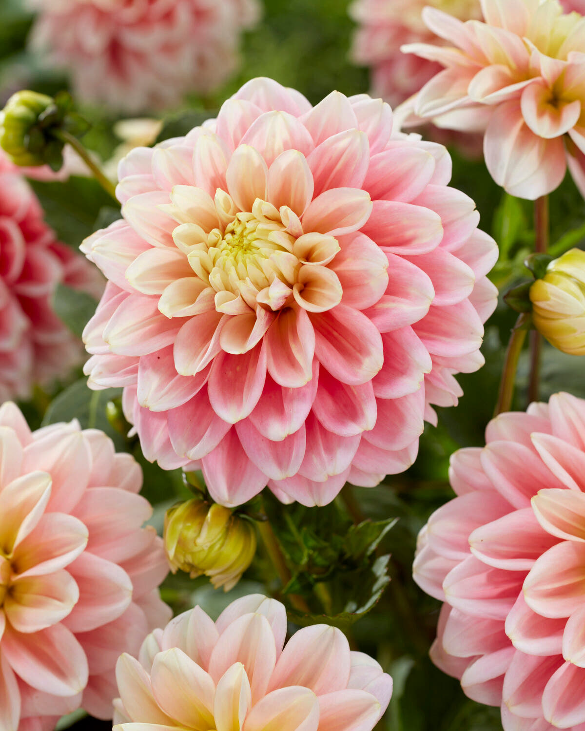 Dahlia 'Giovanna'