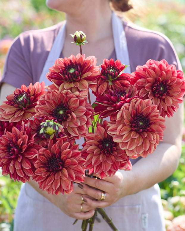 Person holding a bouquet of burgundy dahlia flowers in a garden setting