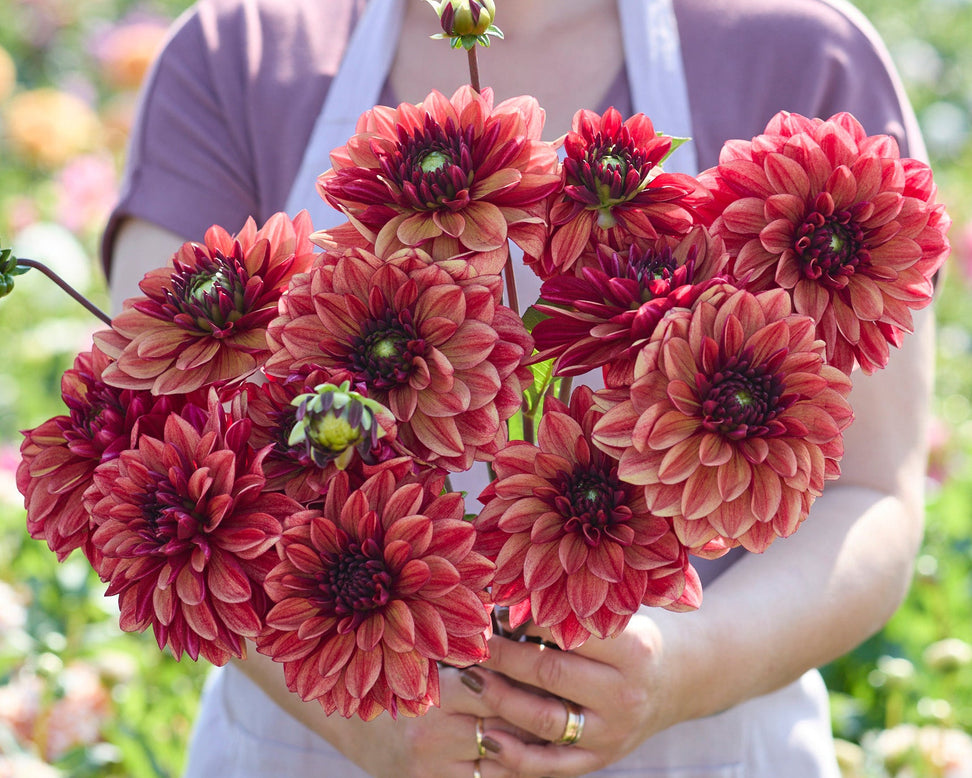 Person holding a bouquet of red dahlias in a garden setting