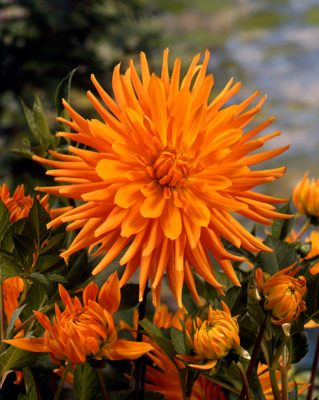 Dahlia 'Gold Crown'