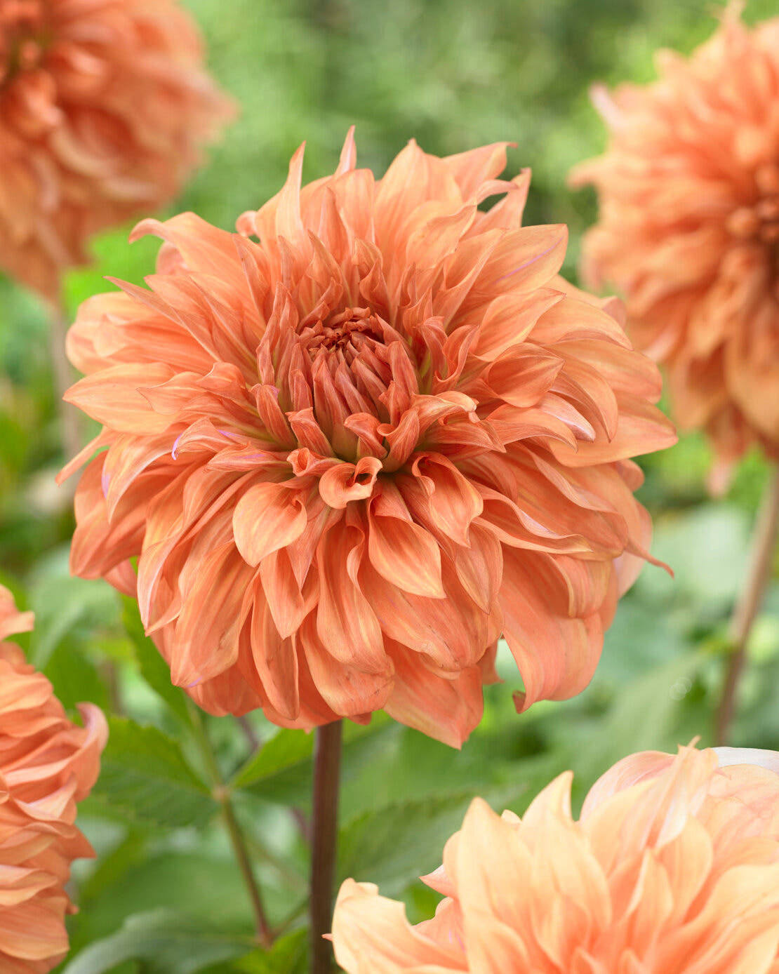 Dahlia 'Great Hercules'