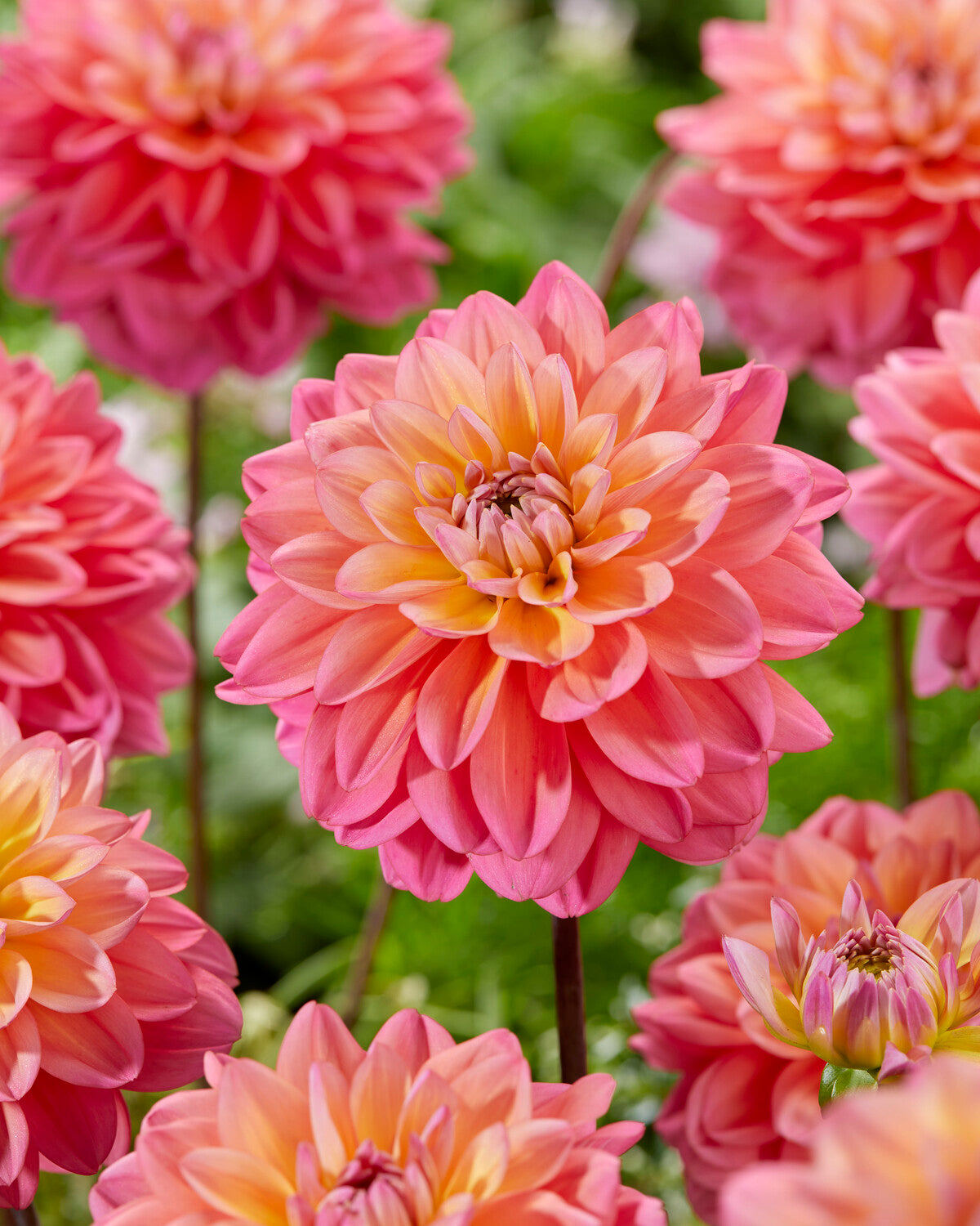 Dahlia Great Silence Tubers Buy Online At Farmer Gracy UK dahlia-great-silence-tubers-buy-online-at-farmer-gracy-uk