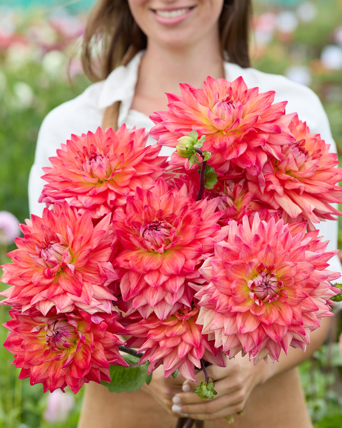 Dahlia 'Hakuna Matata'