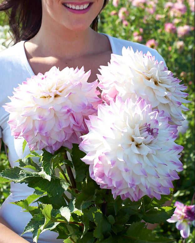 Dahlia 'Hapet Blue Eyes'