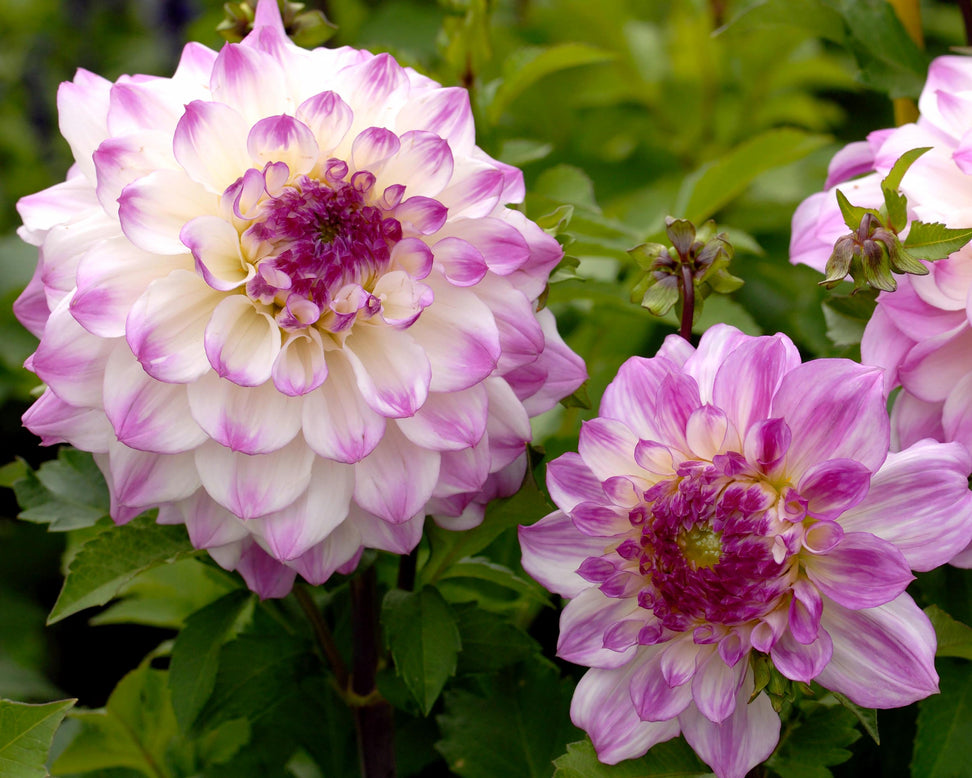 Dahlia 'Hapet Blue Eyes'