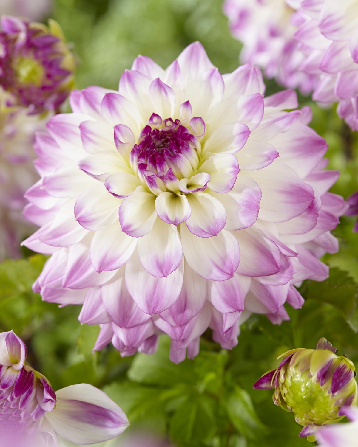Dahlia 'Hapet Blue Eyes'