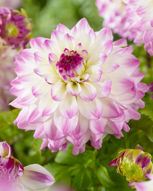 Dahlia 'Hapet Blue Eyes'