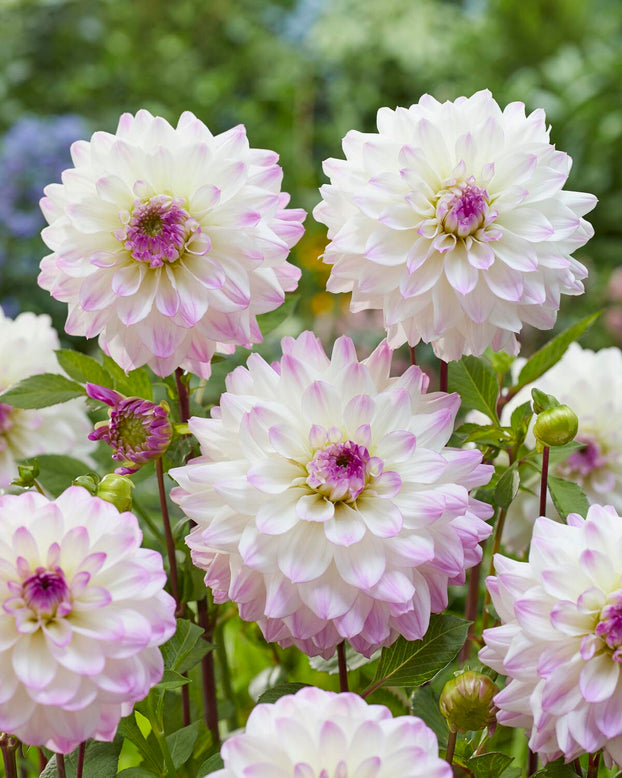 Dahlia 'Hapet Blue Eyes'