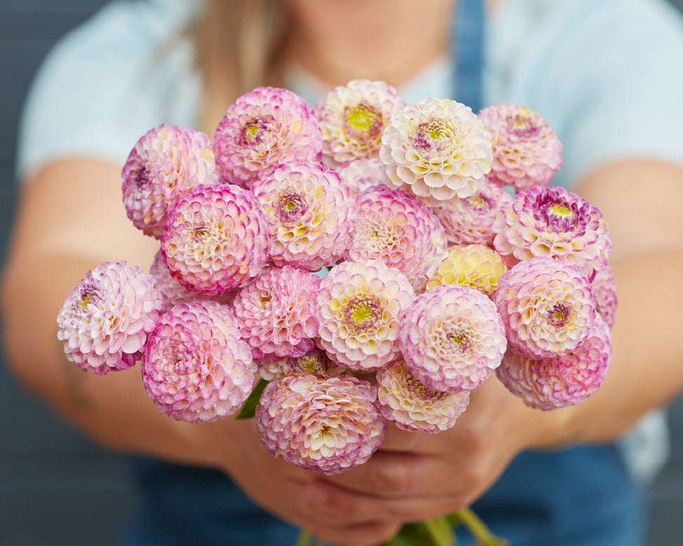 Dahlia 'Hapet Compo'