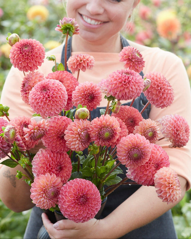 Woman holding a bouquet of pink dahlias in a garden setting
