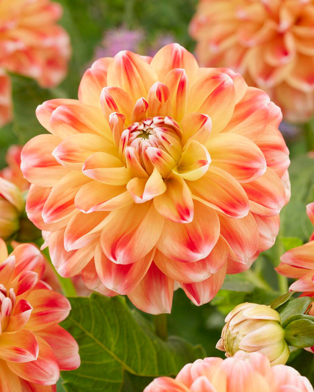 Dahlia 'Hapet Harmony'