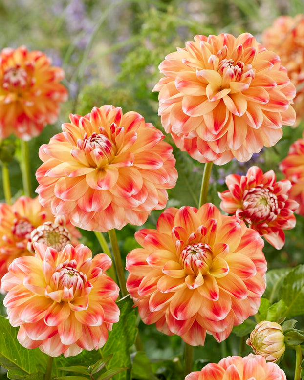 Dahlia 'Hapet Harmony'
