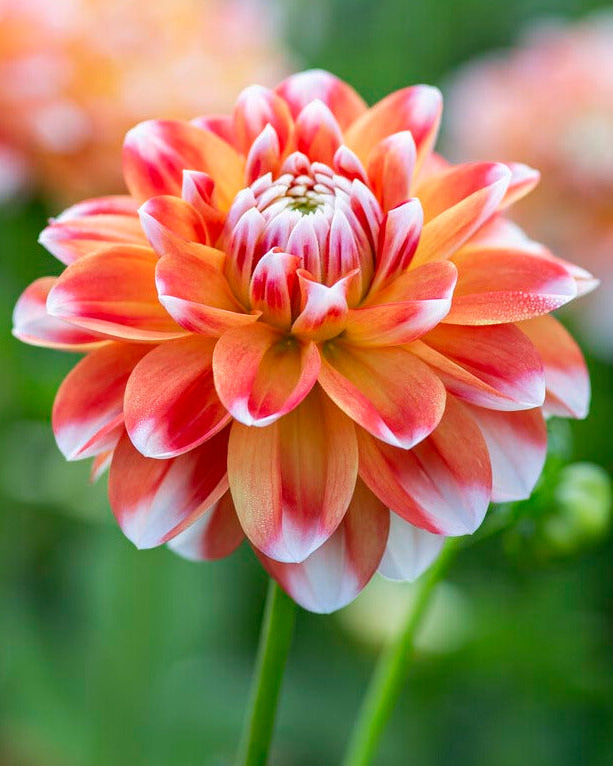 Dahlia 'Hapet Harmony'