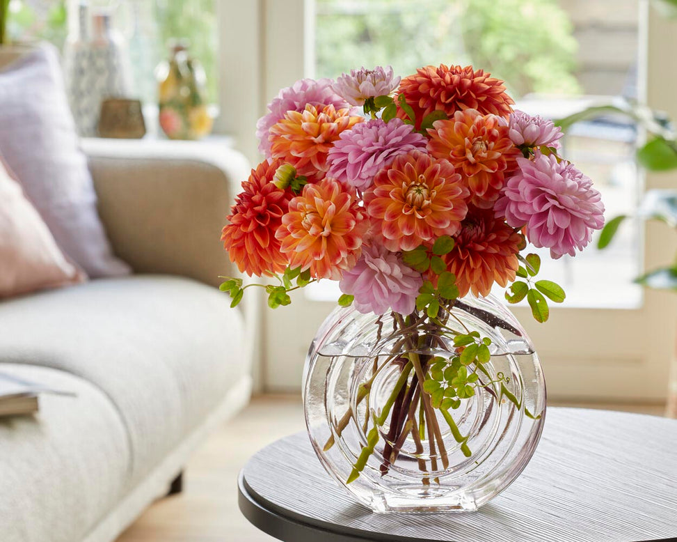 Dahlia 'Hapet Harmony'