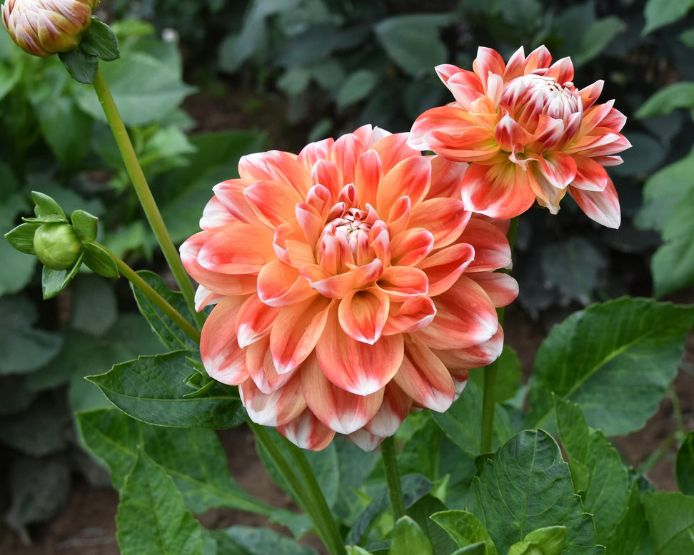 Dahlia 'Hapet Harmony'