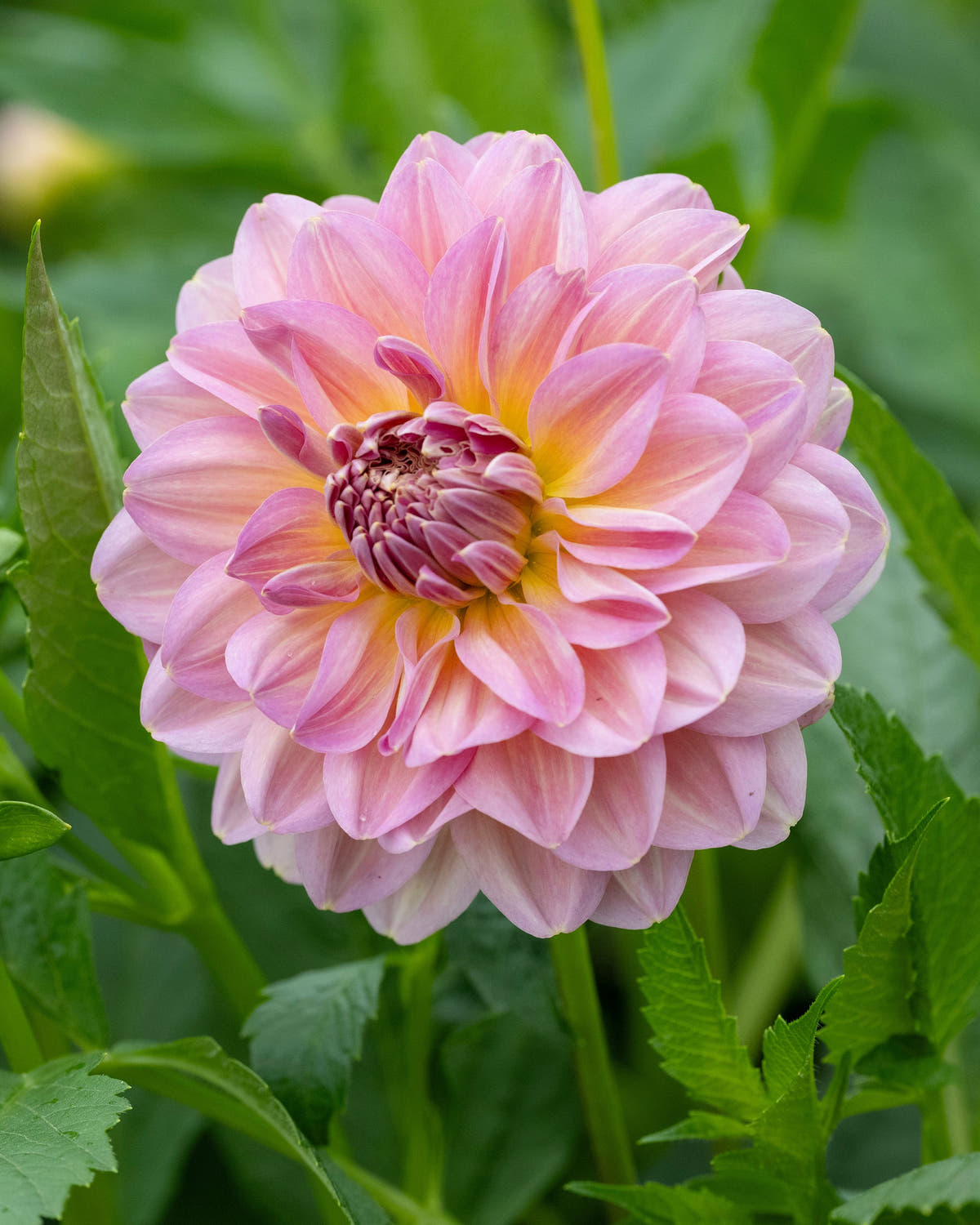 Dahlia 'Hapet Old Charm'