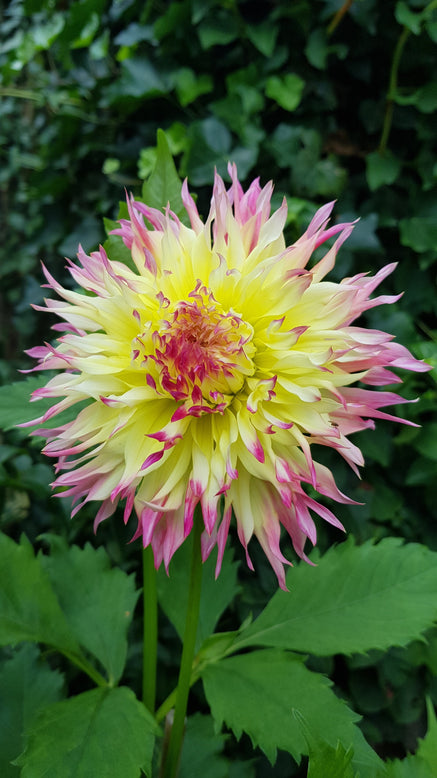 Dahlia 'Hapet Perfect'