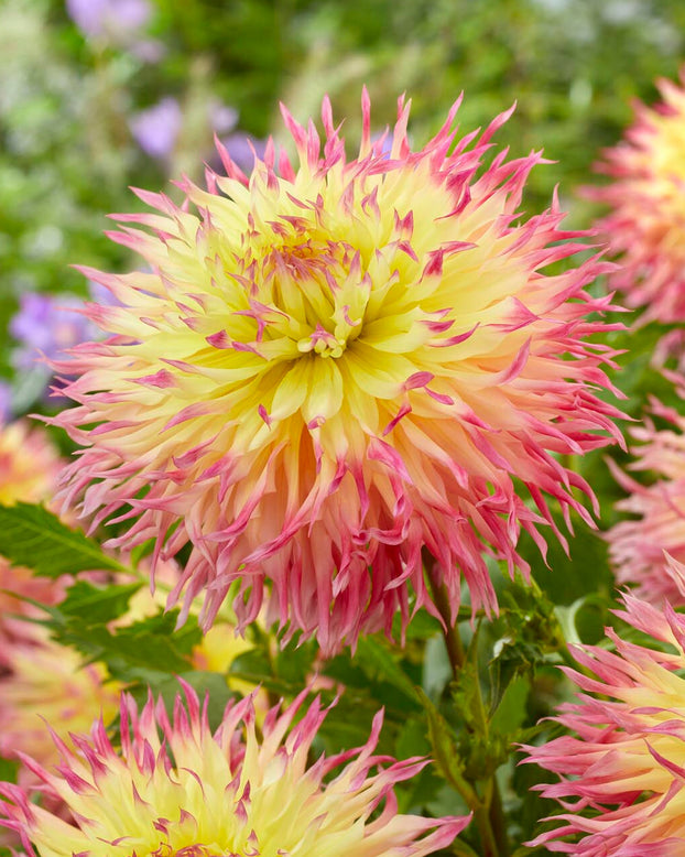 Dahlia 'Hapet P'