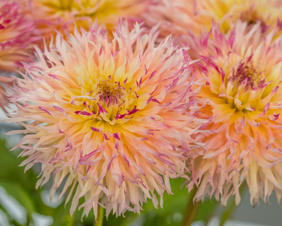 Dahlia 'Hapet Perfect'