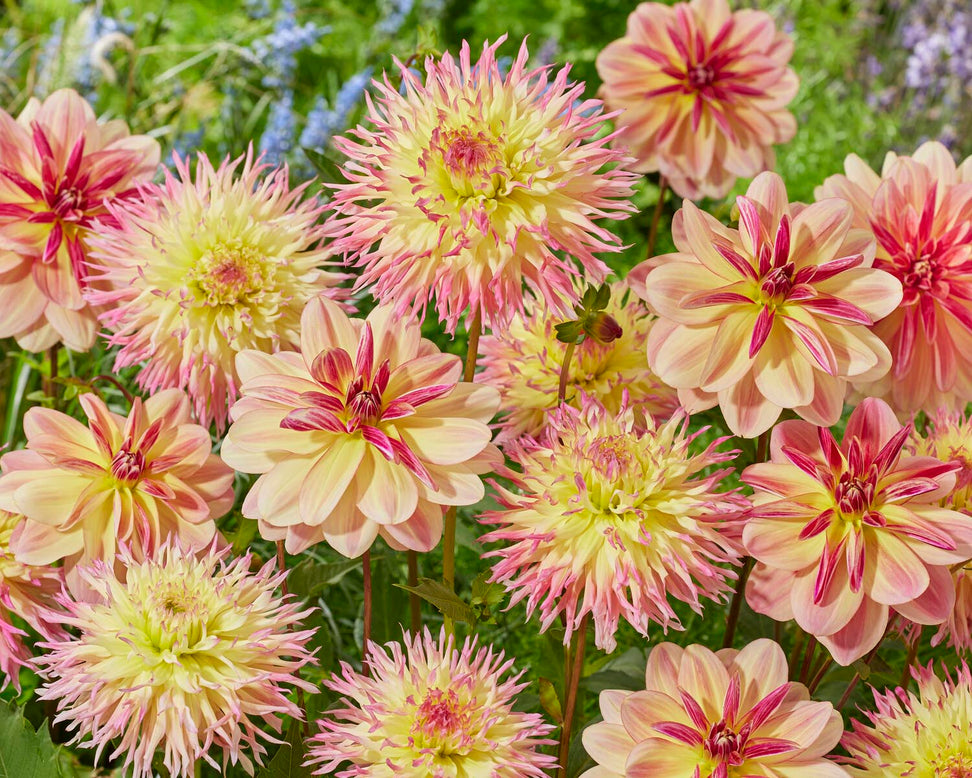 Dahlia 'Hapet Perfect'