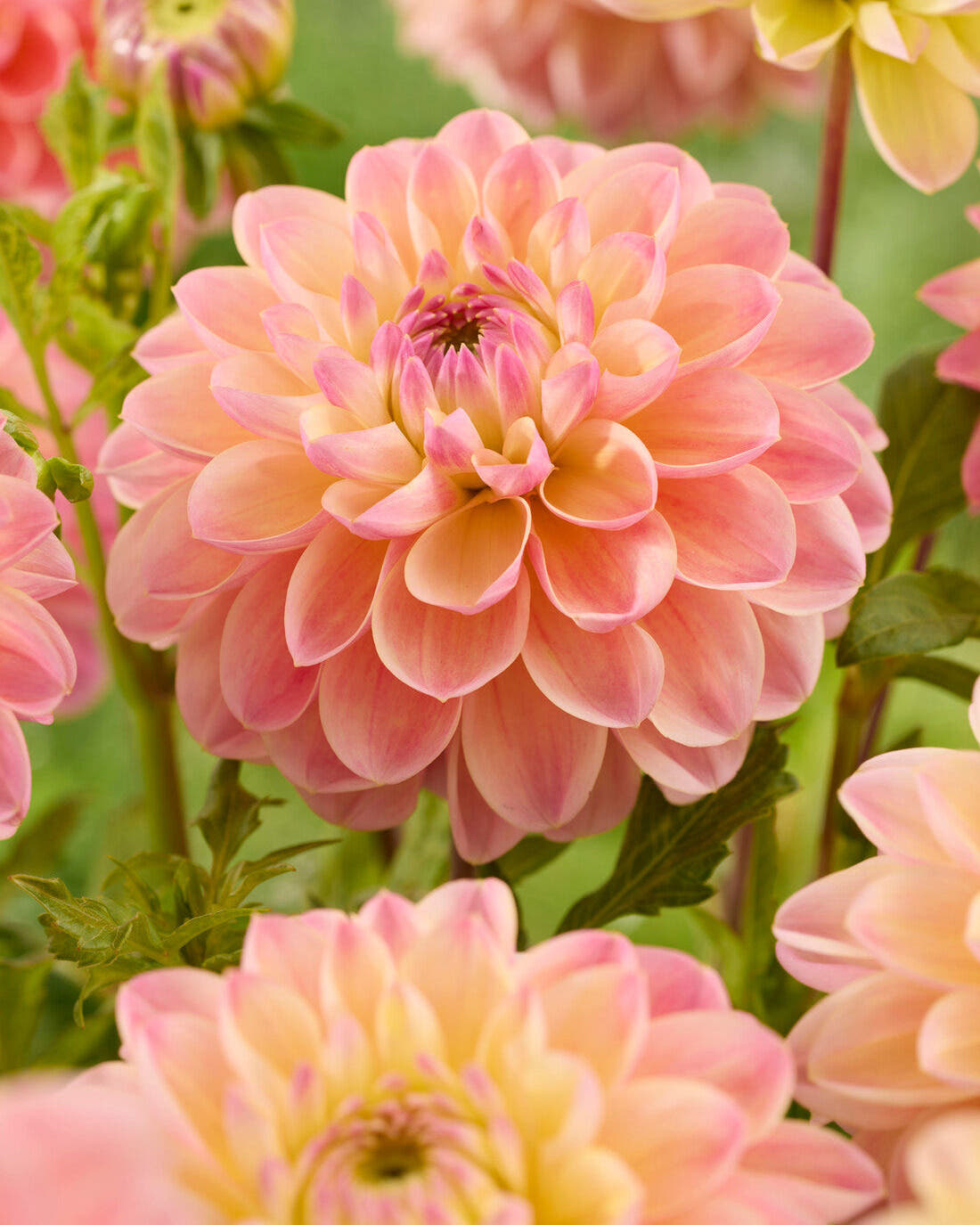 Dahlia 'Hapet Pastel'