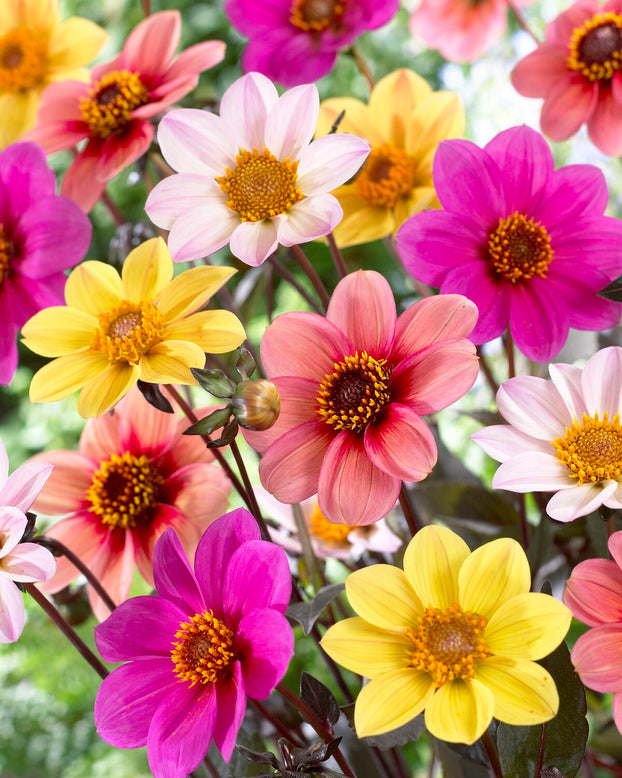 Dahlia collection 'Happy Single Mix'