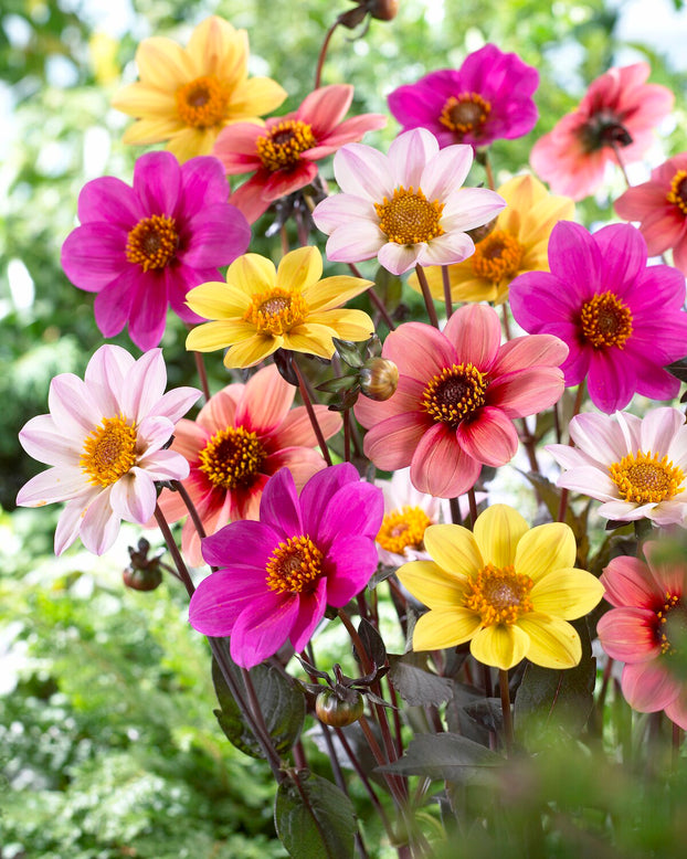 Dahlia collection 'Happy Single Mix'
