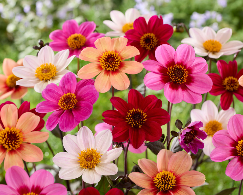 Dahlia collection 'Happy Single Mix'