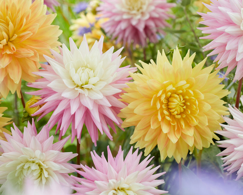 Dahlia 'Hillcrest Candy'