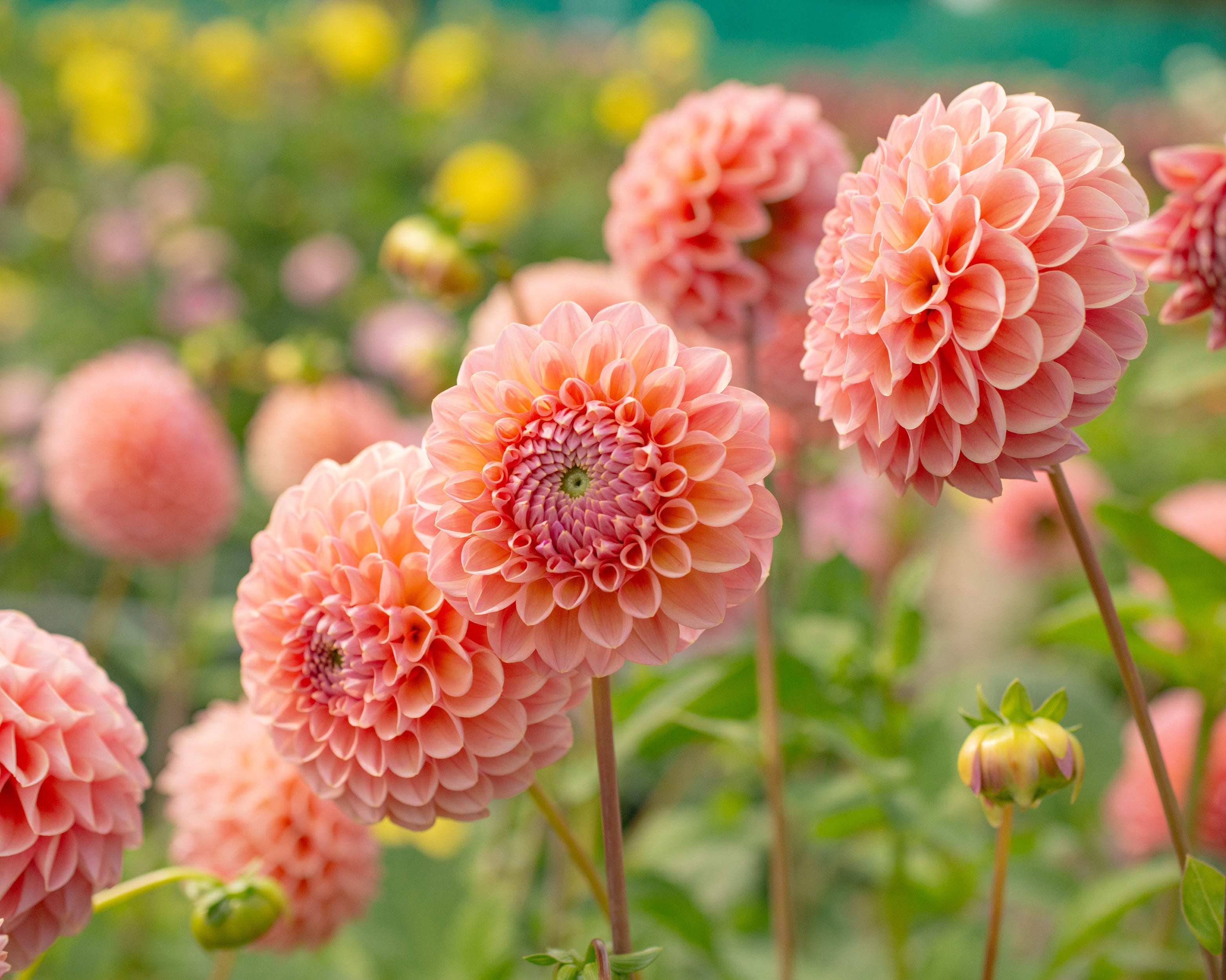 Dahlia Hillcrest Suffusion Tubers Buy Online At Farmer Gracy UK dahlia-hillcrest-suffusion-tubers-buy-online-at-farmer-gracy-uk