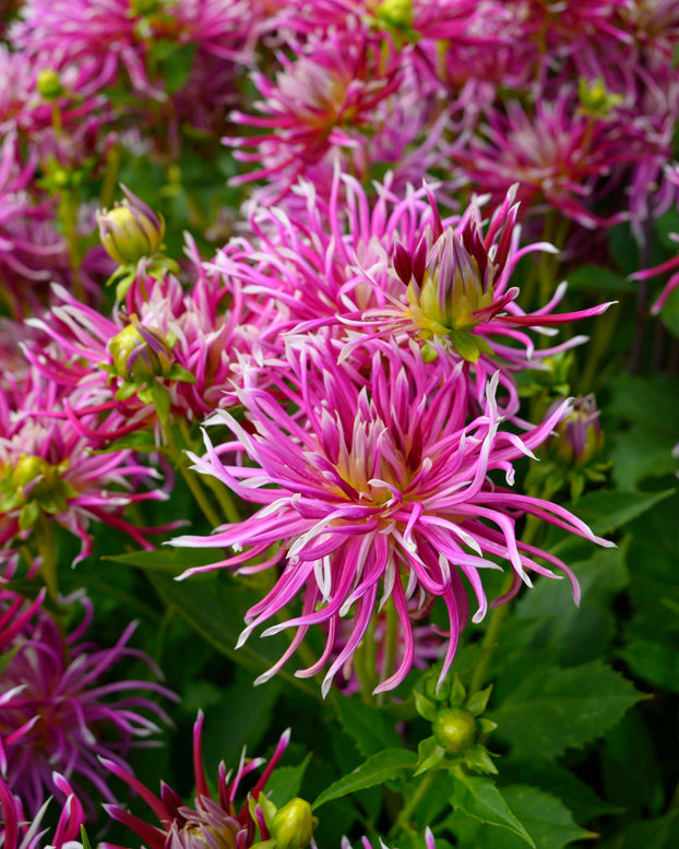 Dahlia 'Hollyhill Spiderwoman'