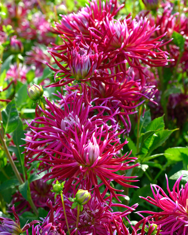 Dahlia 'Hollyhill Spiderwoman'
