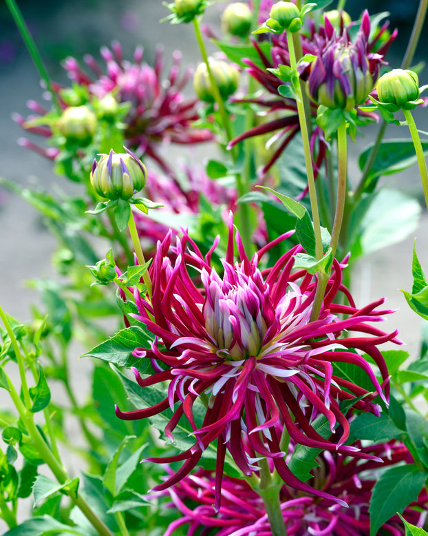 Dahlia 'Hollyhill Spiderwoman'
