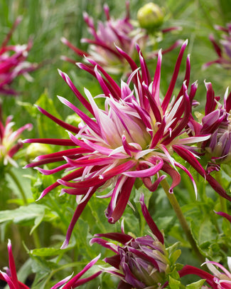 Dahlia 'Hollyhill Spiderwoman'