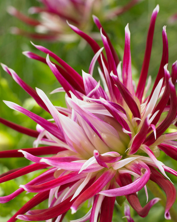 Dahlia 'Hollyhill Spiderwoman'