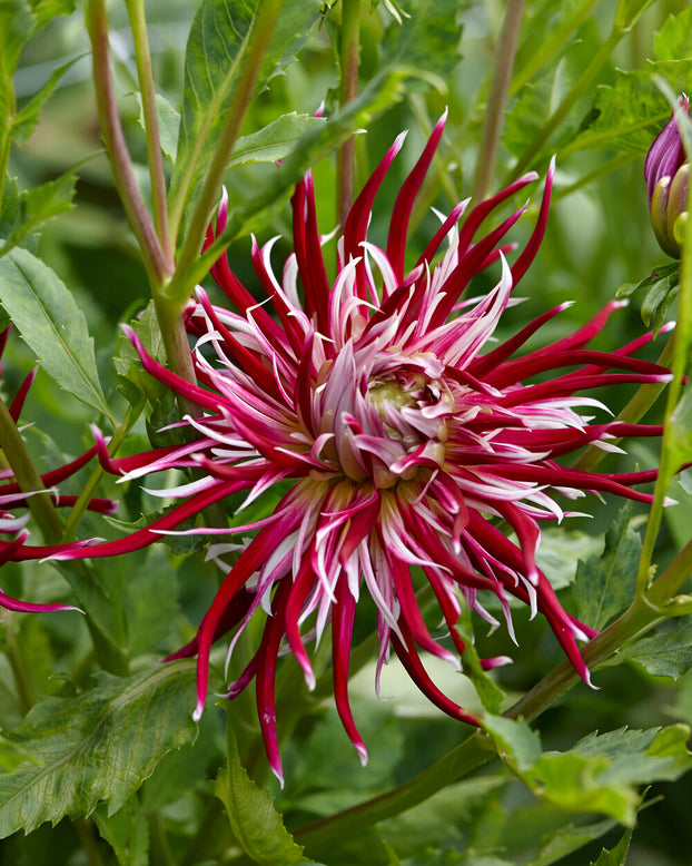 Dahlia 'Hollyhill Spiderwoman'