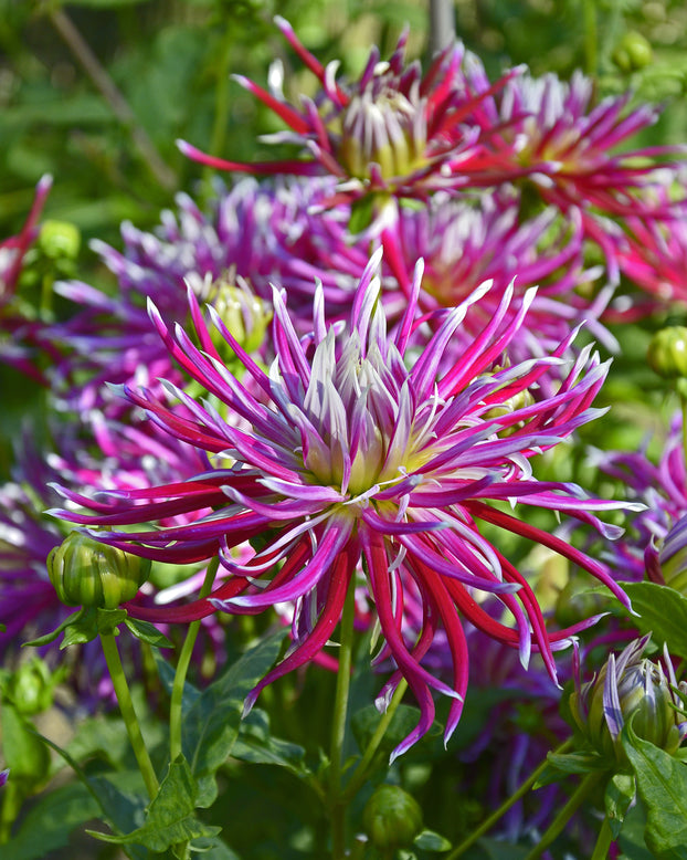 Dahlia 'Hollyhill Spiderwoman'