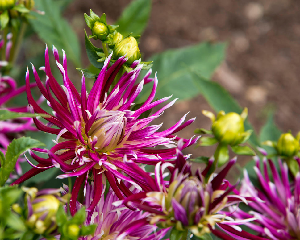 Dahlia 'Hollyhill Spiderwoman'