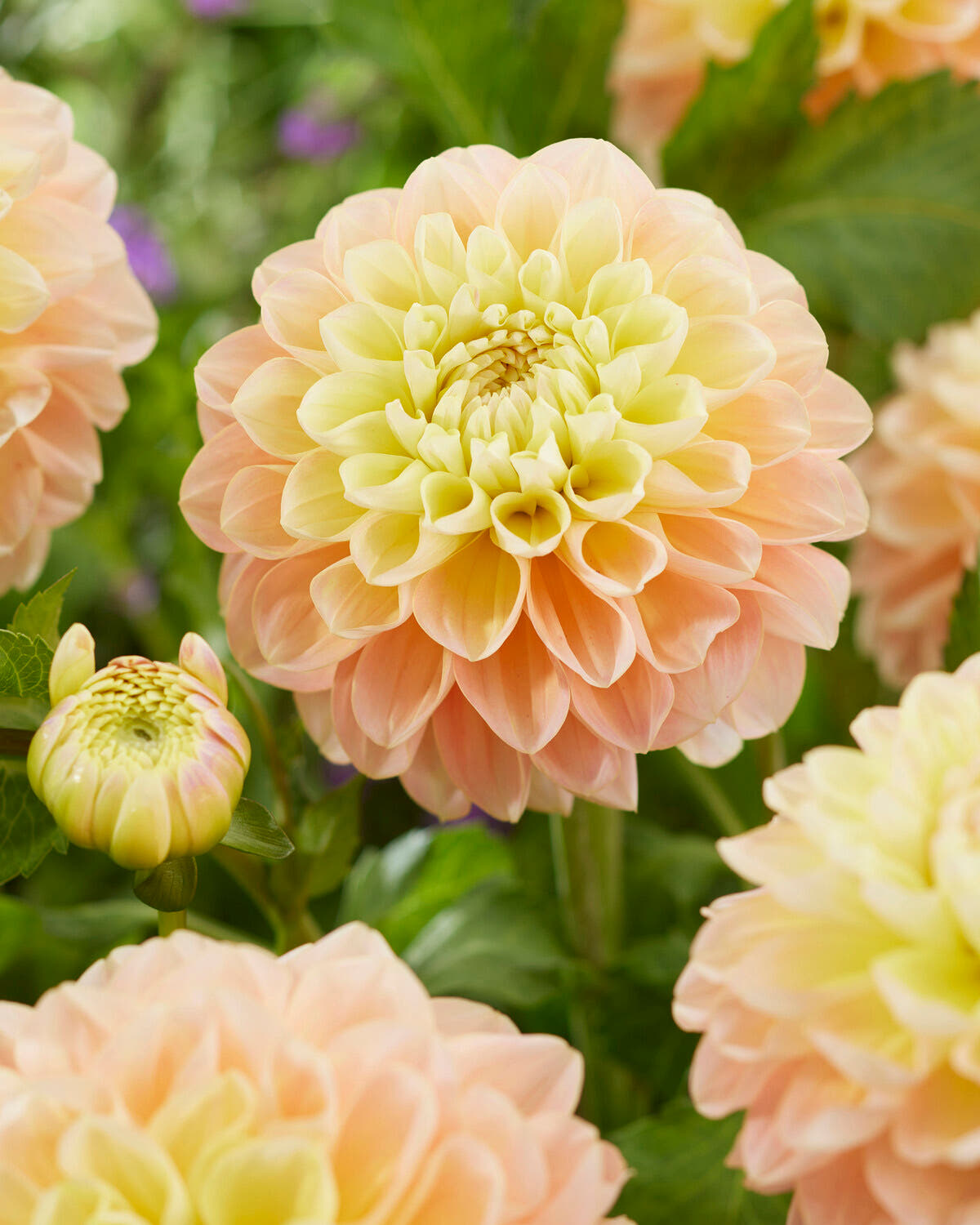 Dahlia 'Honey Dew'