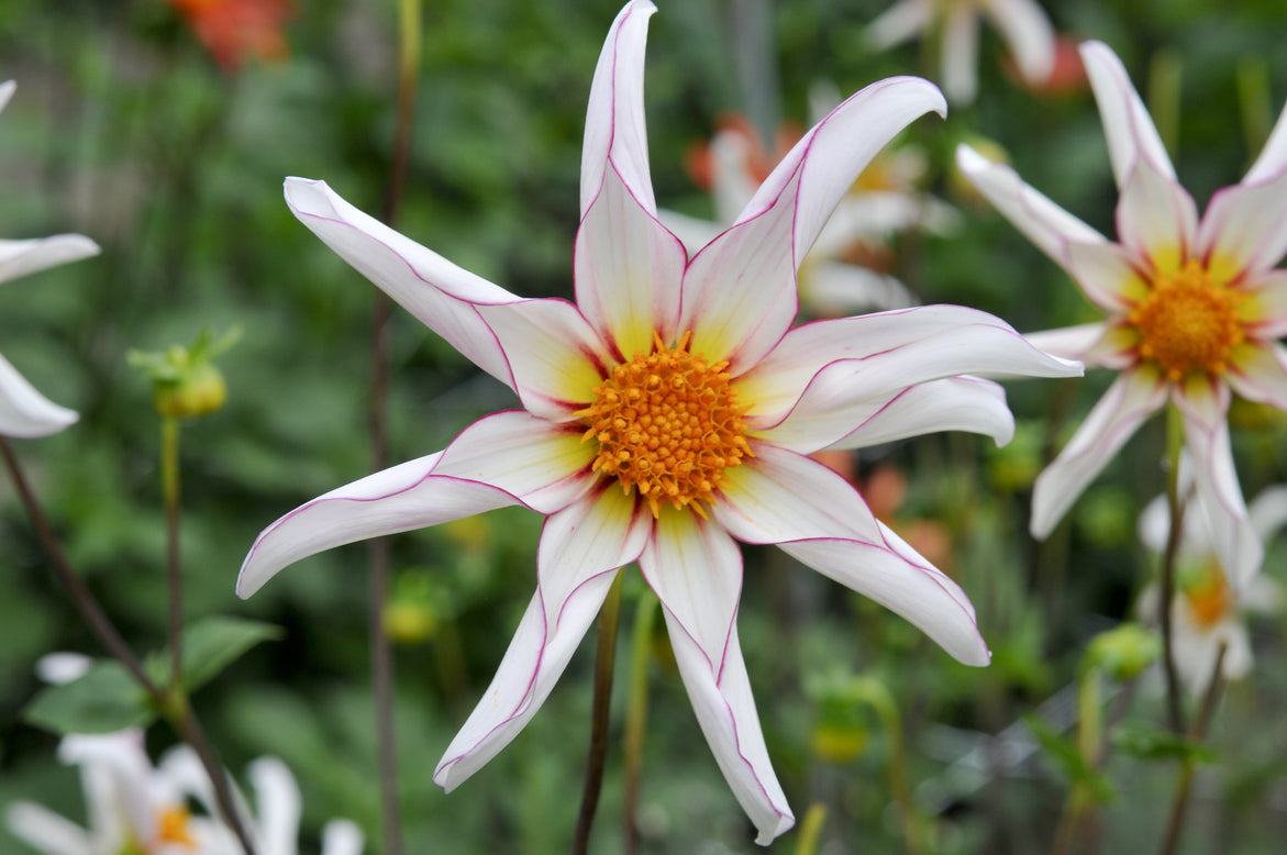 Dahlia 'Honka Fragile'