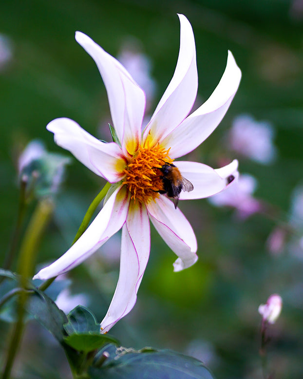 Dahlia 'Honka Fragile'