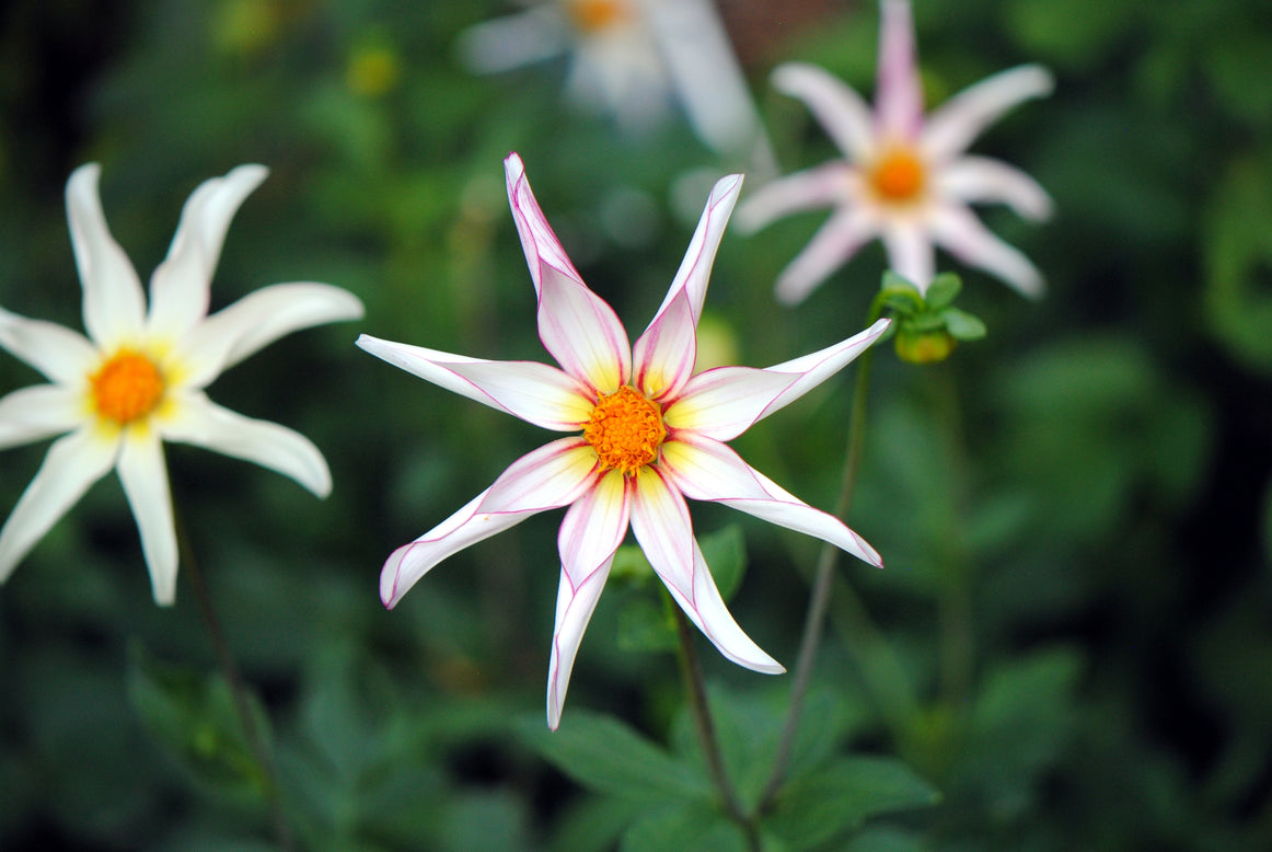 Dahlia 'Honka Fragile'