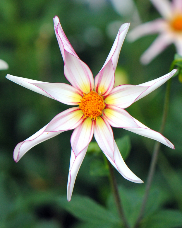 Dahlia 'Honka Fragile'